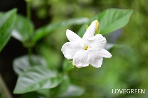 茉 莉 花|ジャスミン（茉莉花）の花言葉｜種類、花の特徴、名 